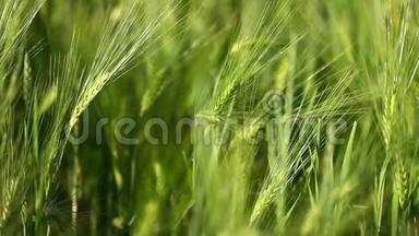 小麦作物在田野上逆天生长. 原创优质视频无需任何处理..